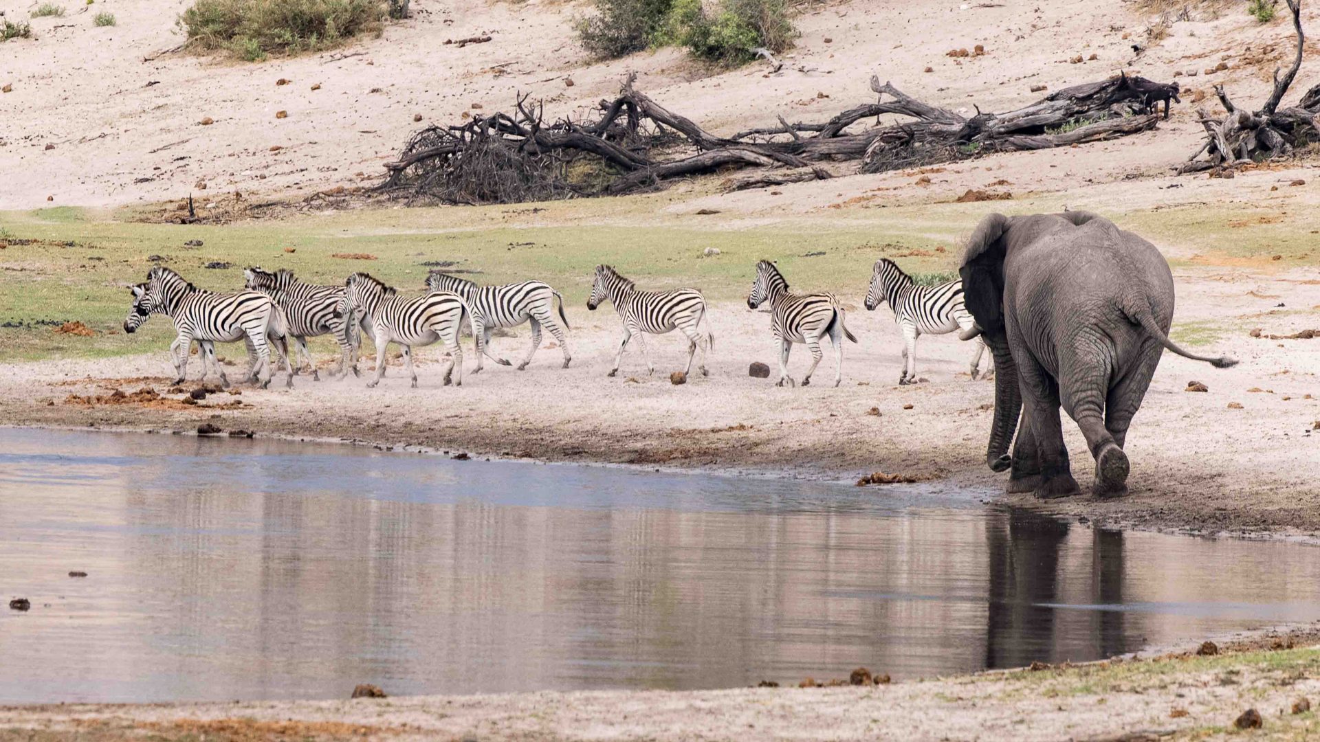 An elephant and zebras at a water hole.