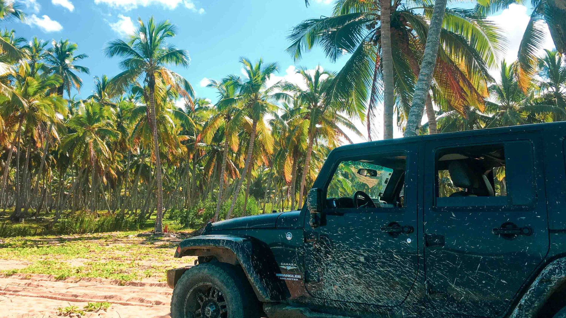 A jeep drives past palm trees on a dirt road.