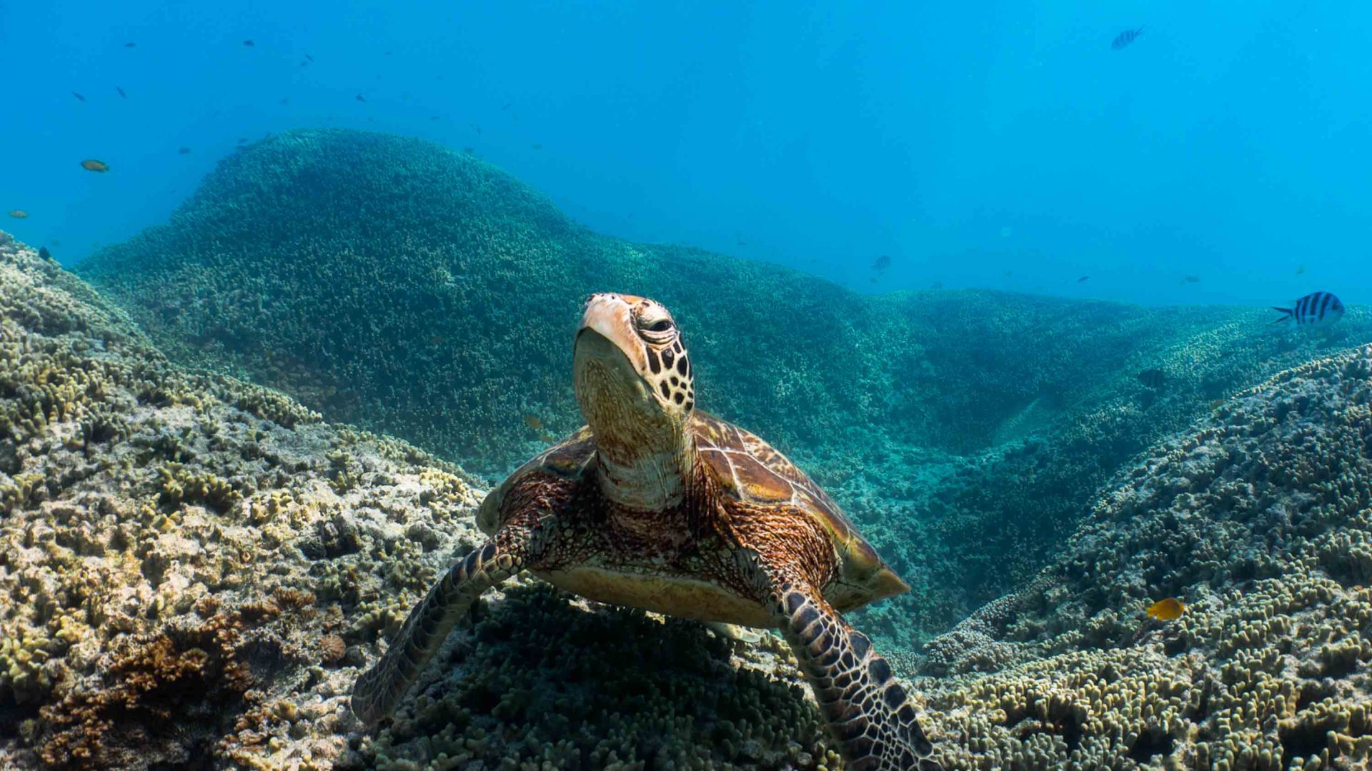 Sea turtle resting on the Great Barrier Reef.