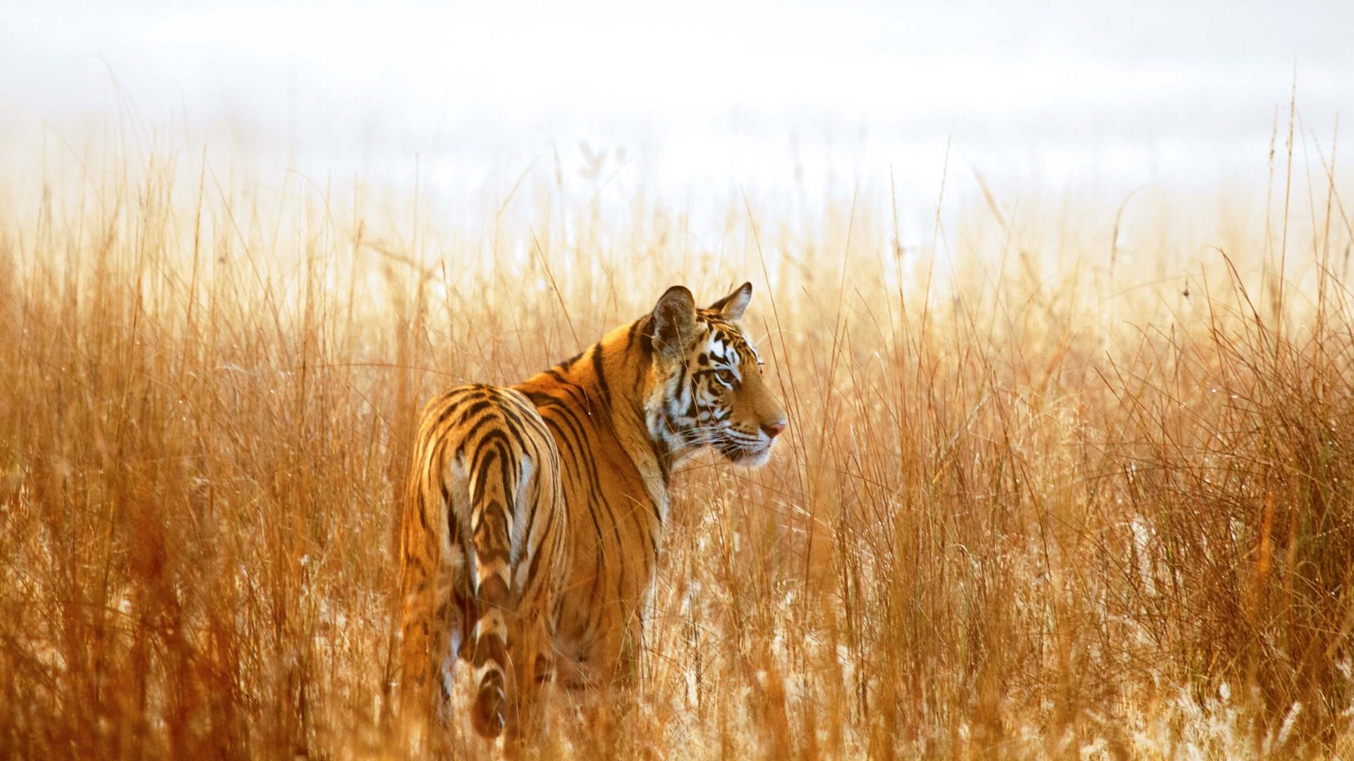 Roaring back to life: Nepal has doubled its tiger population—but at what price?