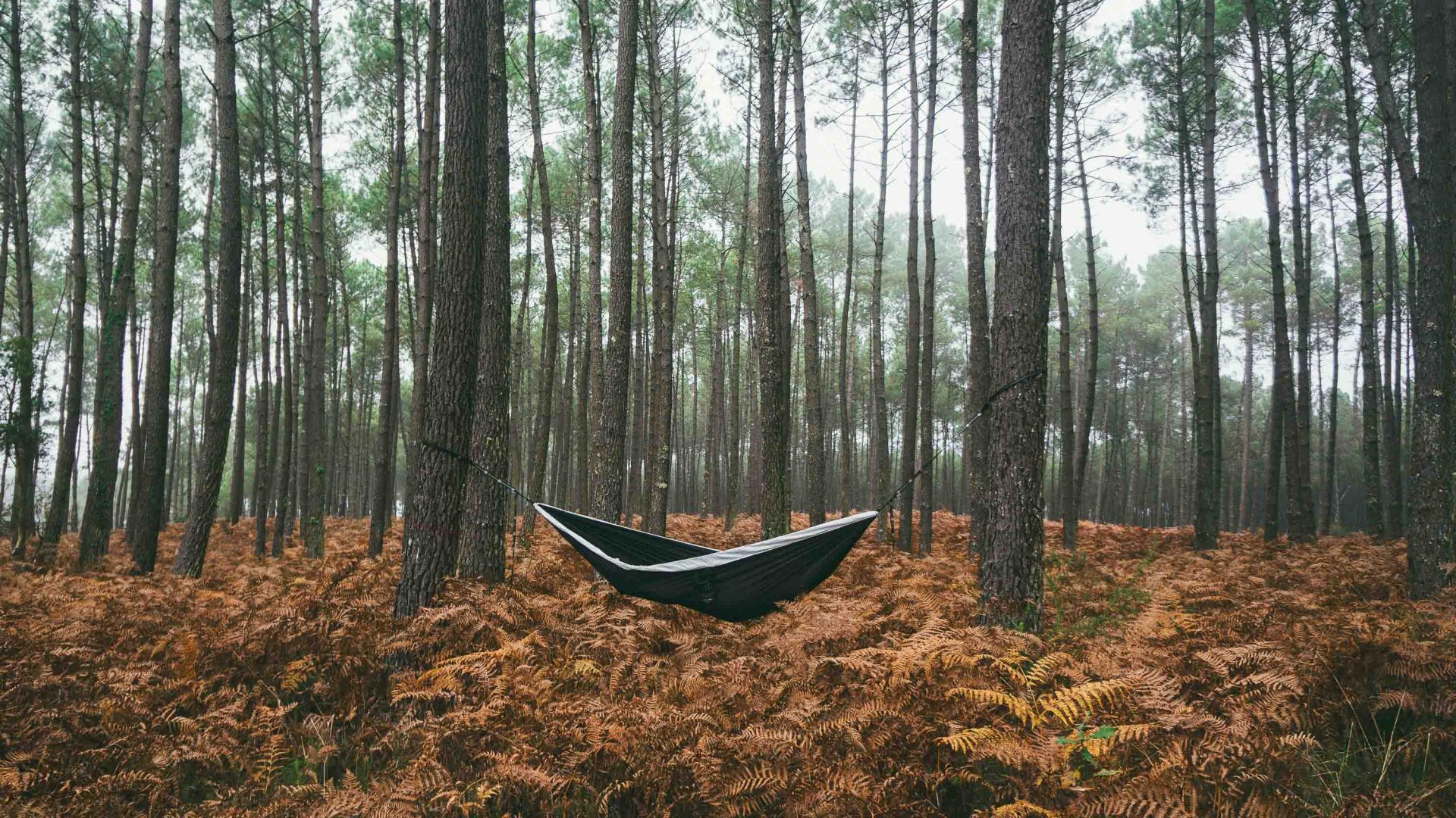 A lone hammock hangs from trees in a forest.