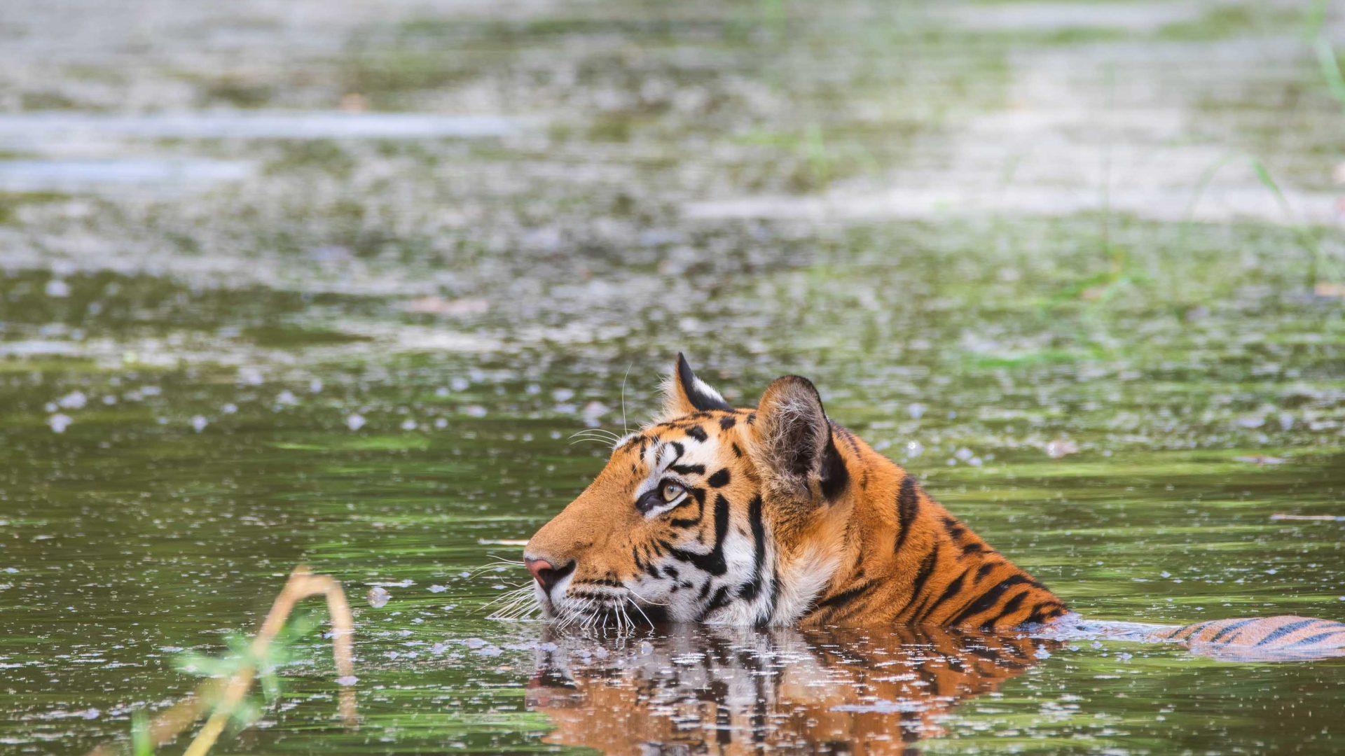 A tiger in a body of water.