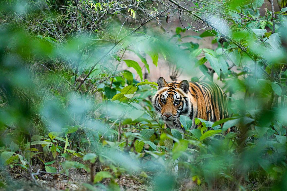 A tiger walks through forest.