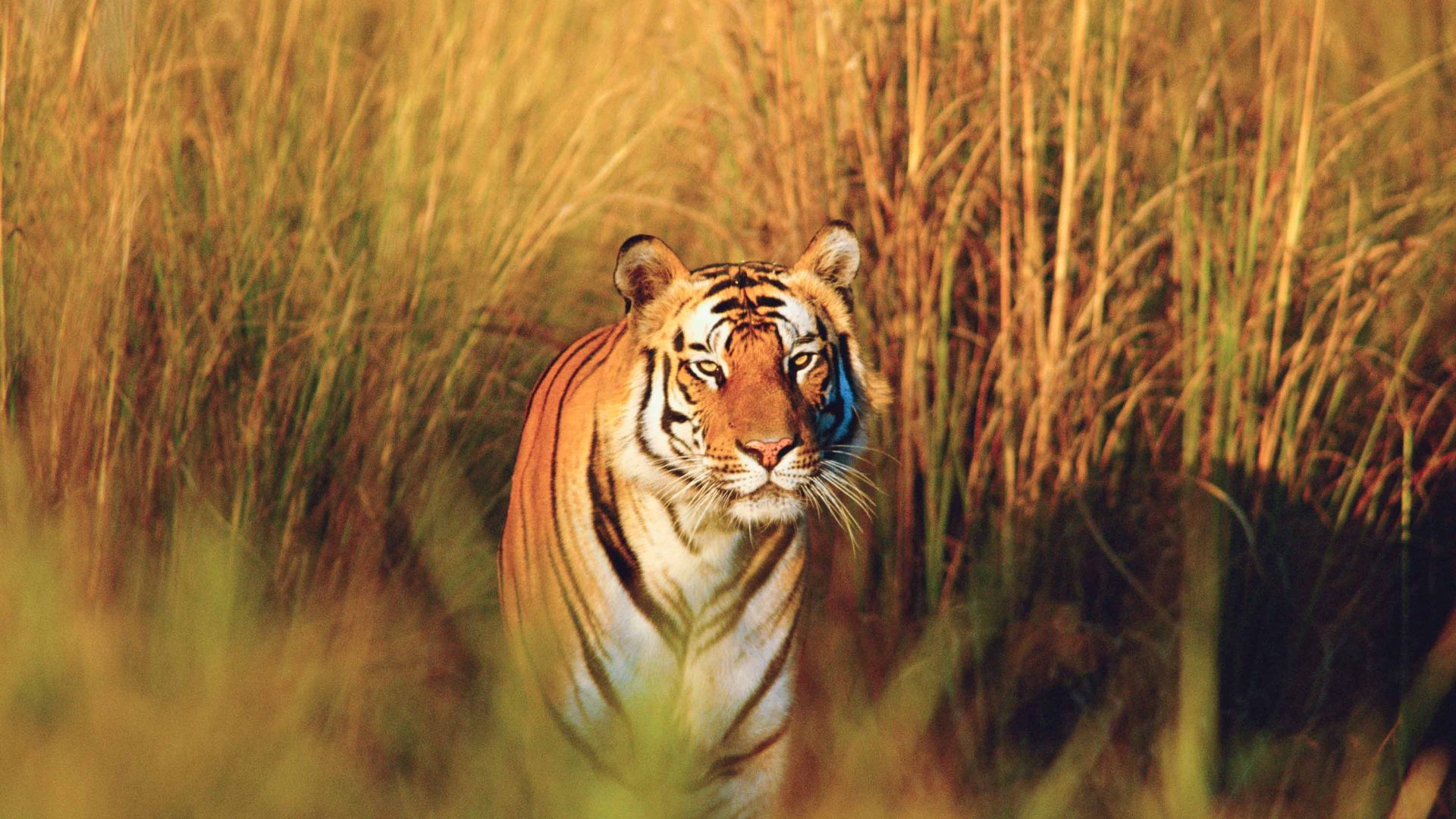 A tiger in long grass.