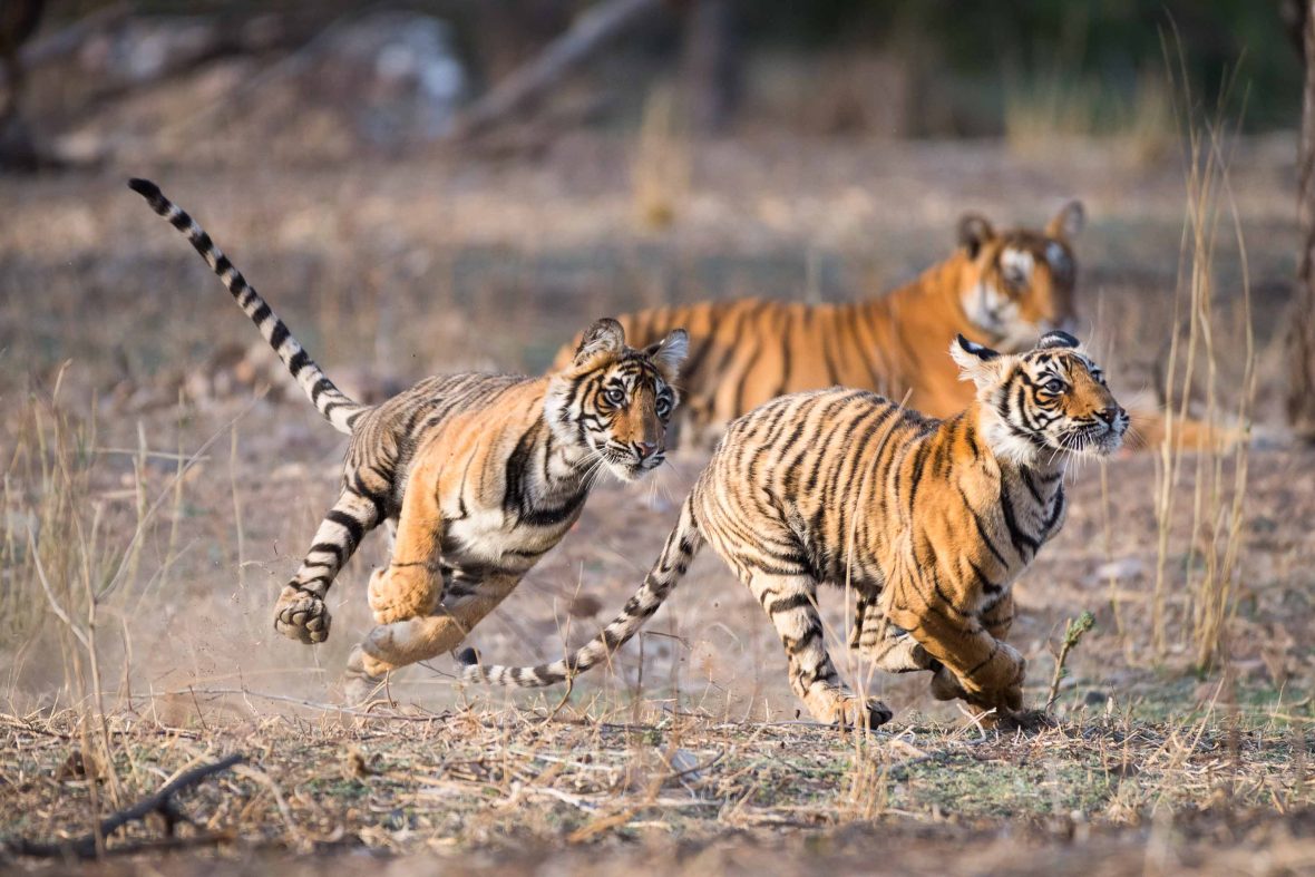 Tiger cubs bound through the air.