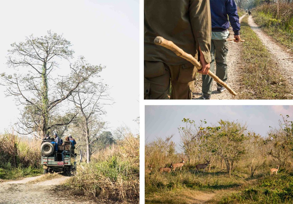 Tourists, guides, security and animals in Chitwan National Park.