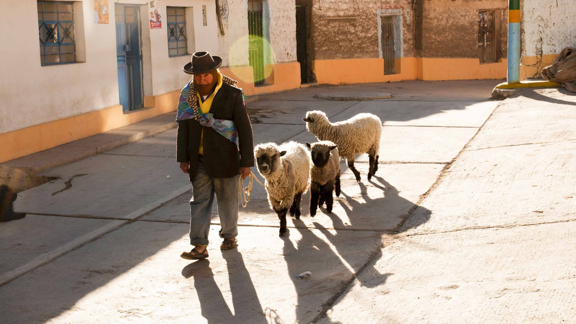A man walks down the street followed by sheep.