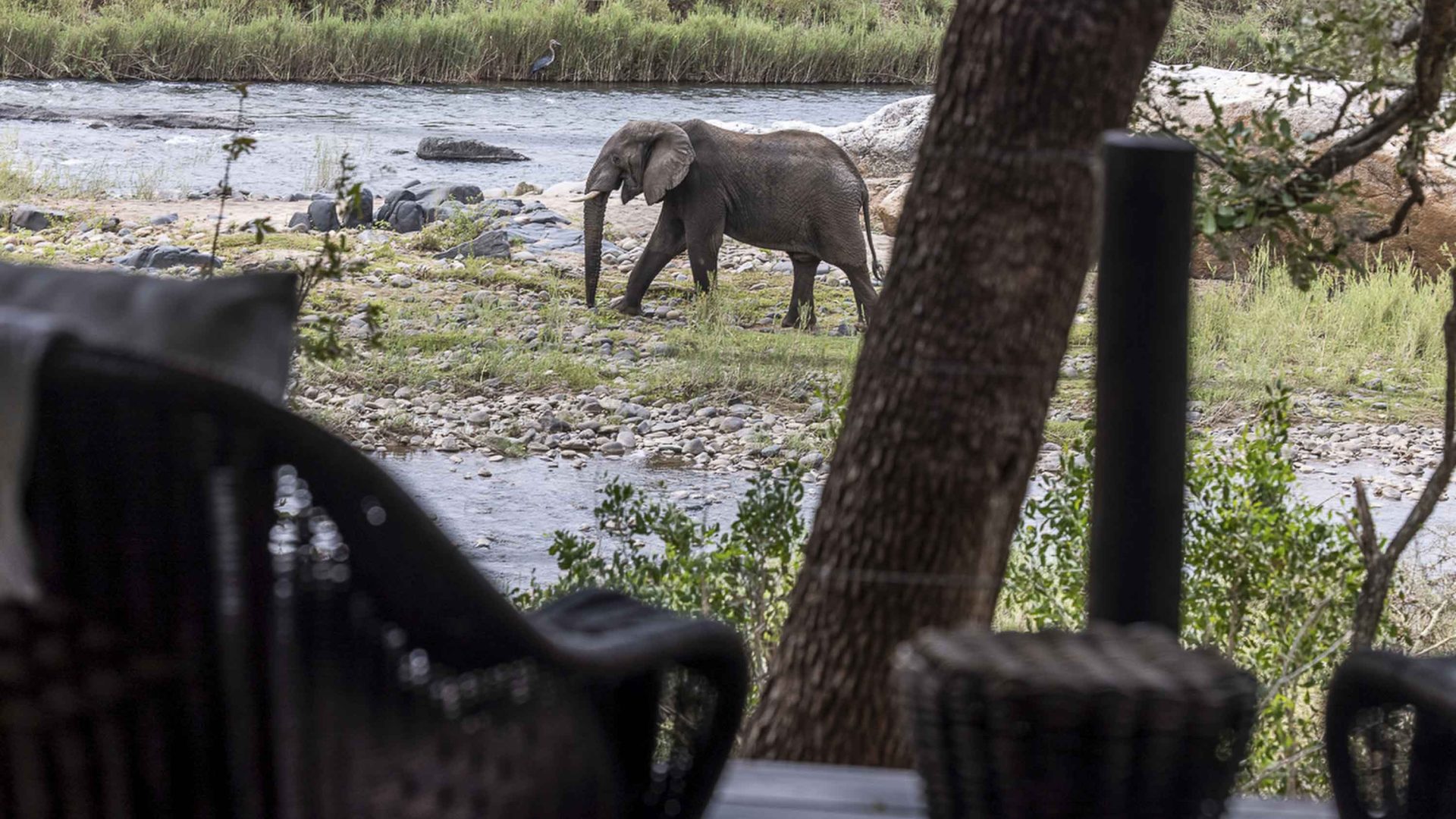 An elephant walks past the deck of a luxury lodge.