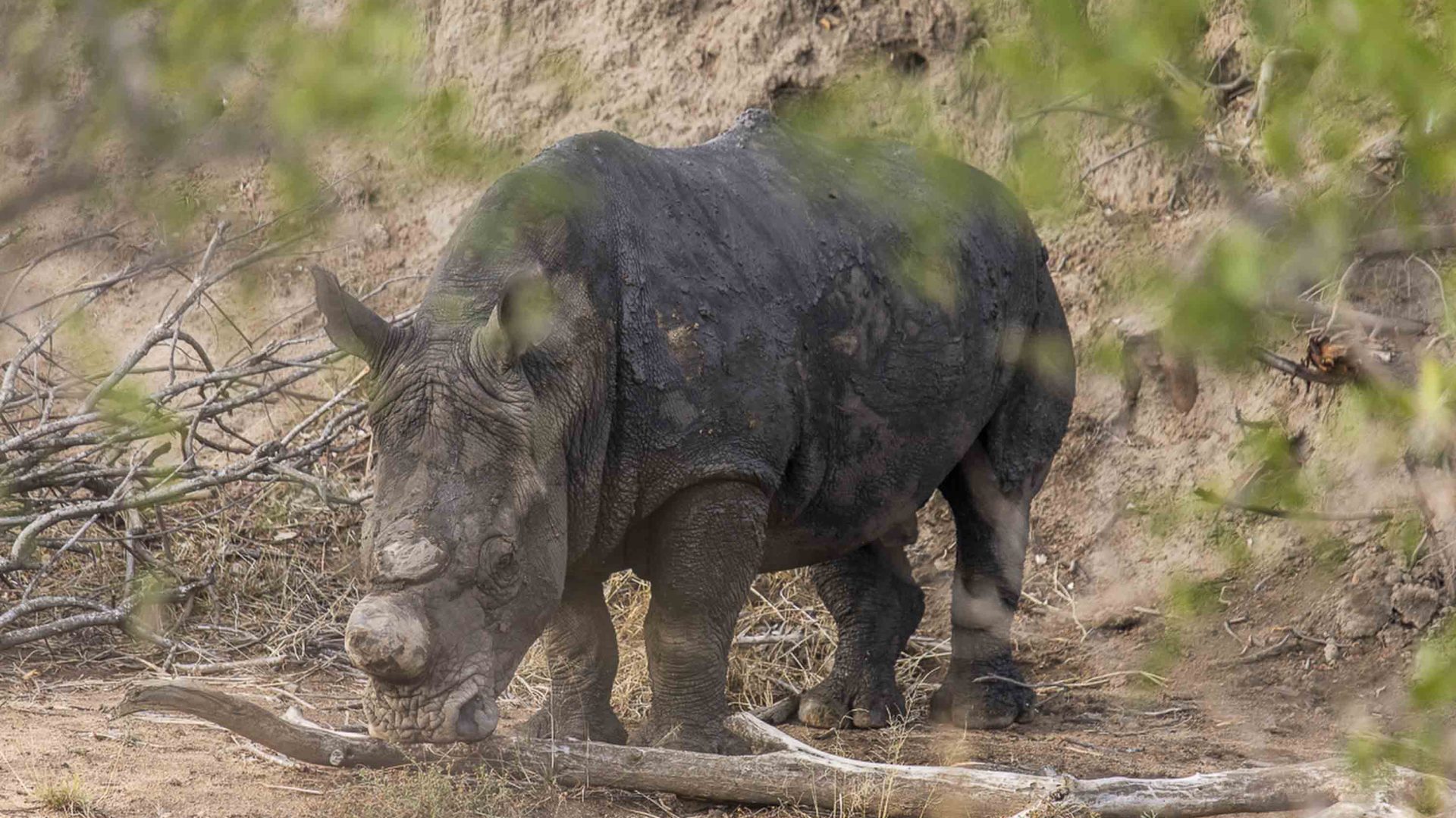 A rhino without a horn.