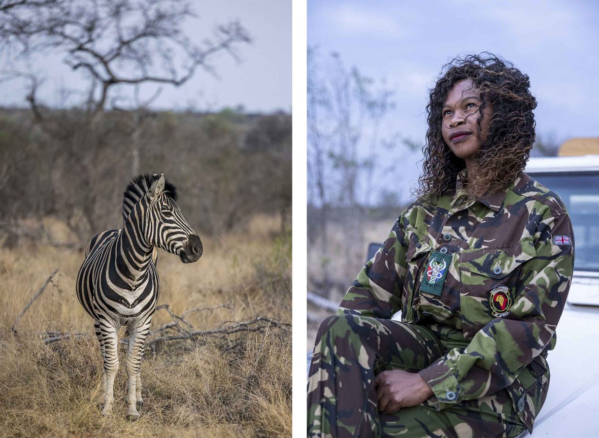 Left: A zebra. Right: A female Mamba sits on a car bonnet and looks to the distance.