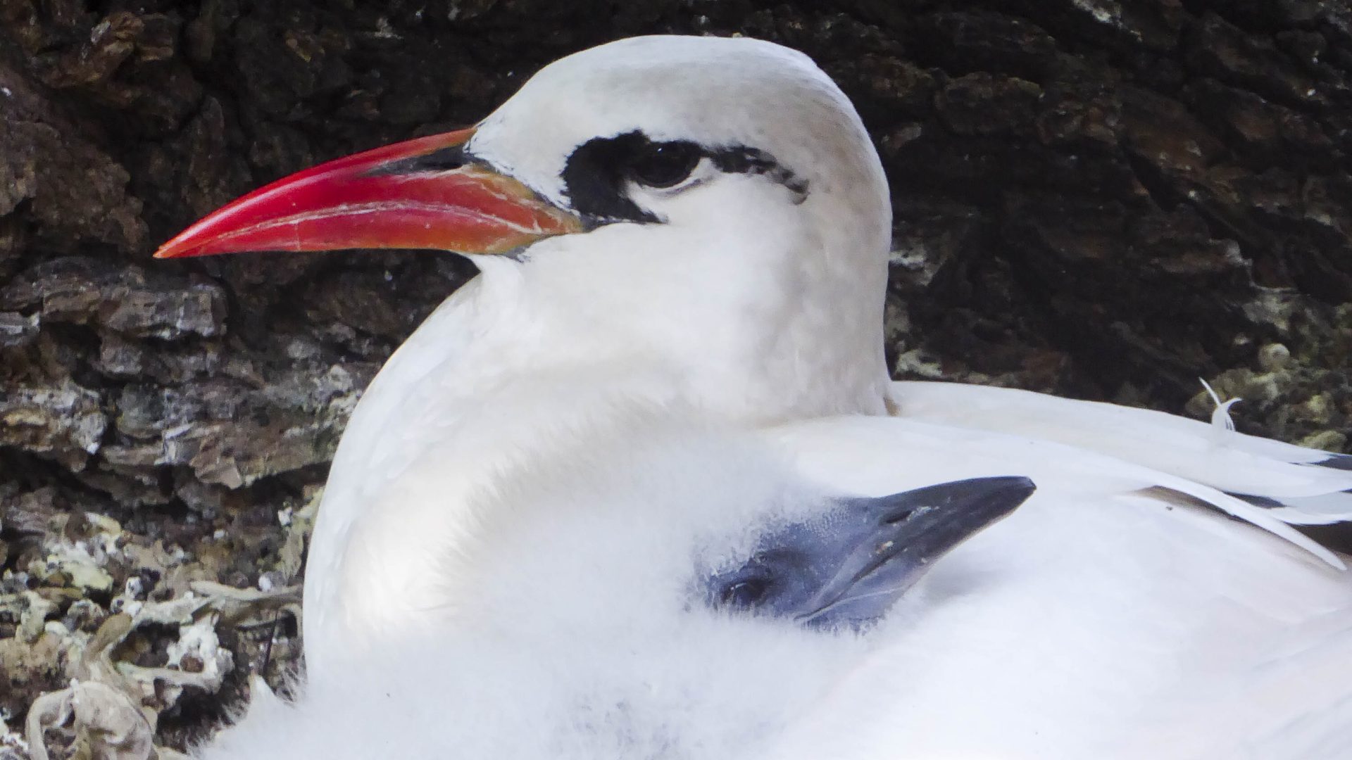 A red tailed tropicbird nesting with her chick on Lady Elliot Island.