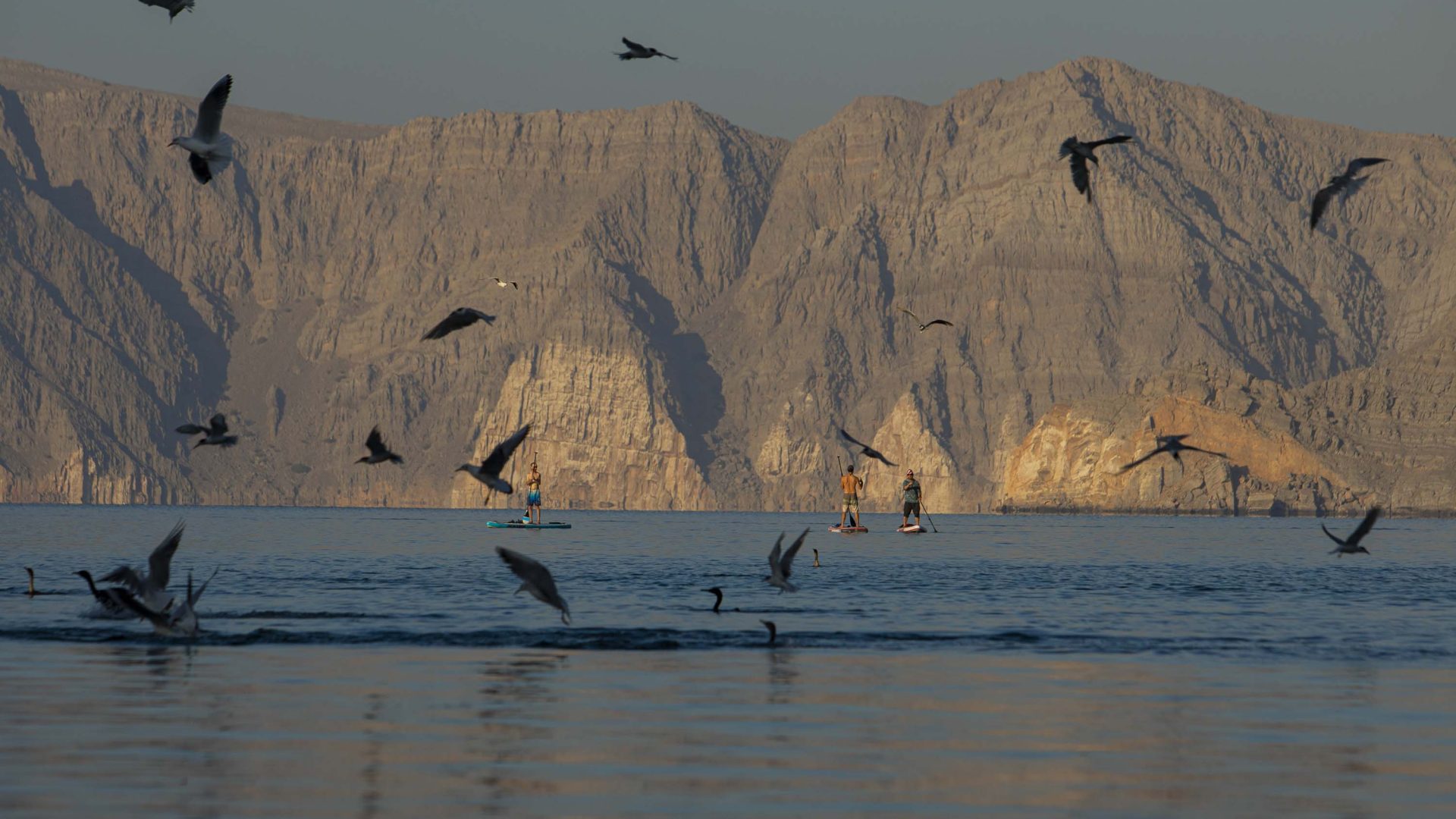 Birds fly in the air above some paddle boarders