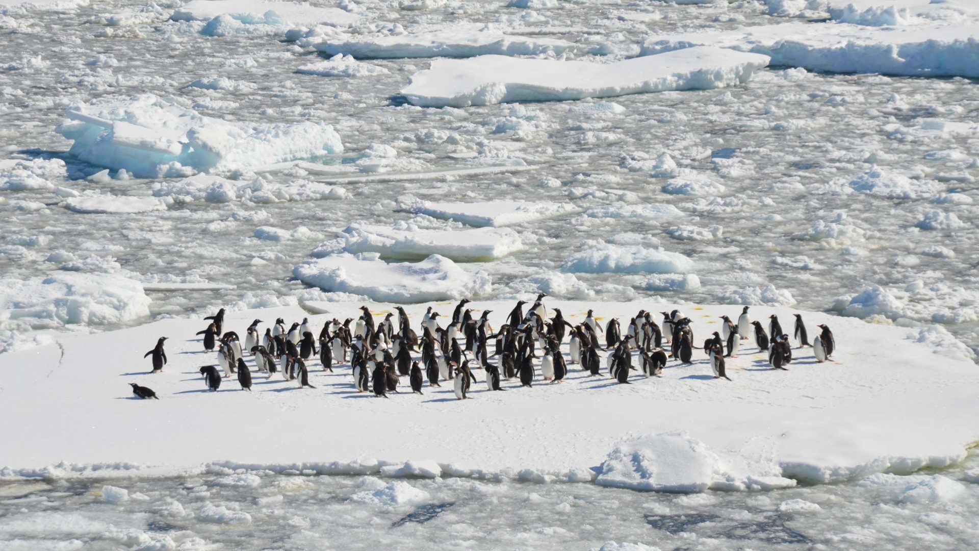 A colony of penguins on a sheet of ice.