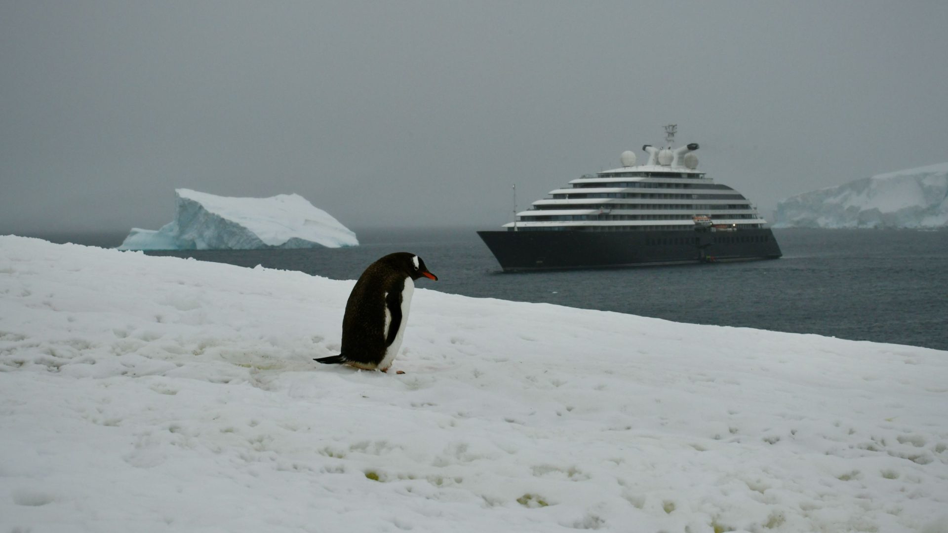 A solitary penguin on the ice with a cruise ship in the distance.