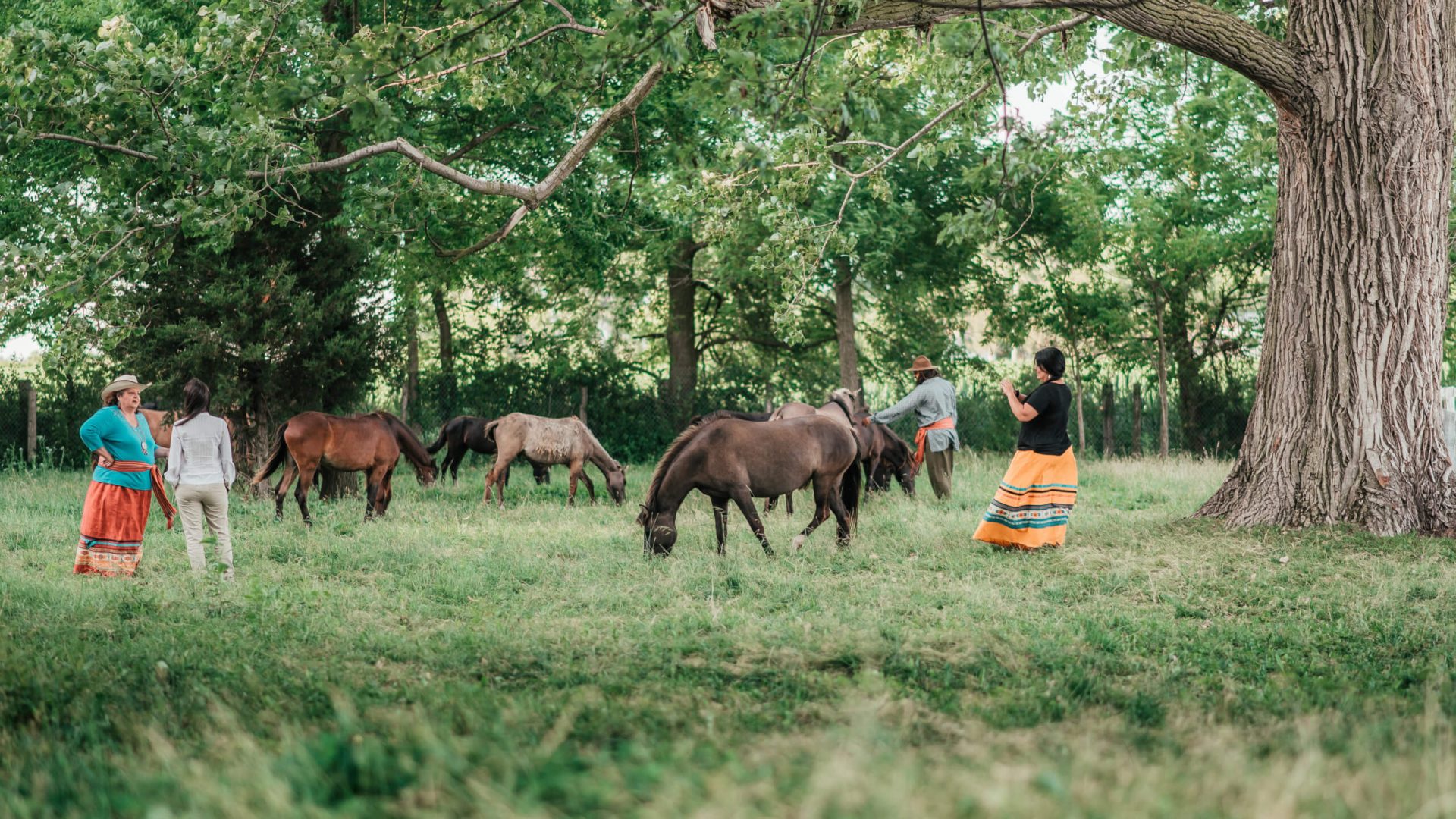 Indigenous people are restoring native horse herds and reaffirming their history