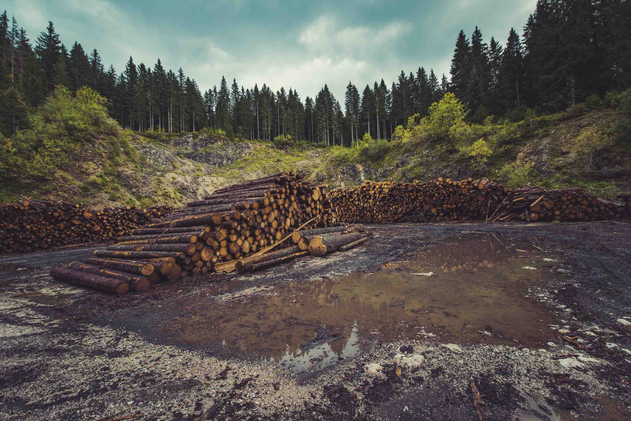 The world of trees: a tour of global deforestation