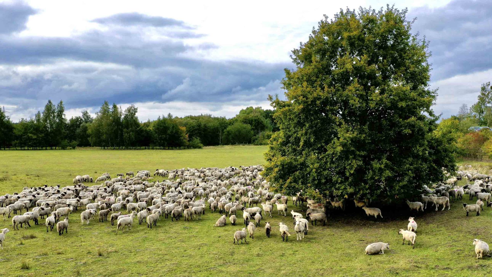 Sheep graze in a pasture.