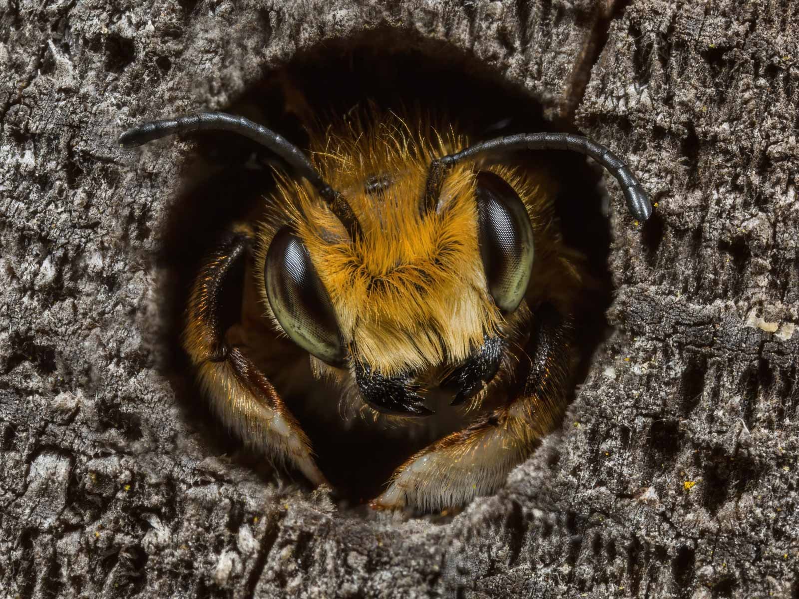 Meet the British Wildlife Photography Award winners | Adventure.com