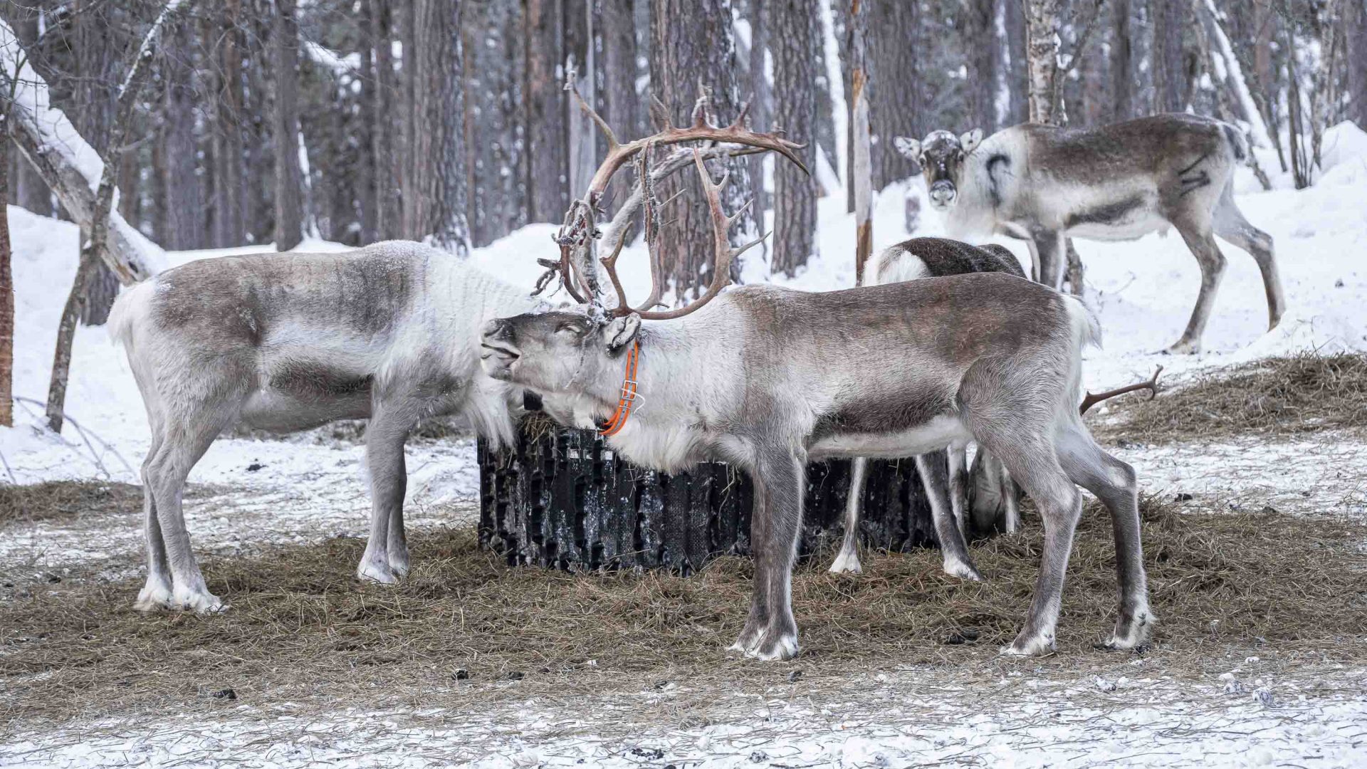 A cluster of reindeer by some trees.