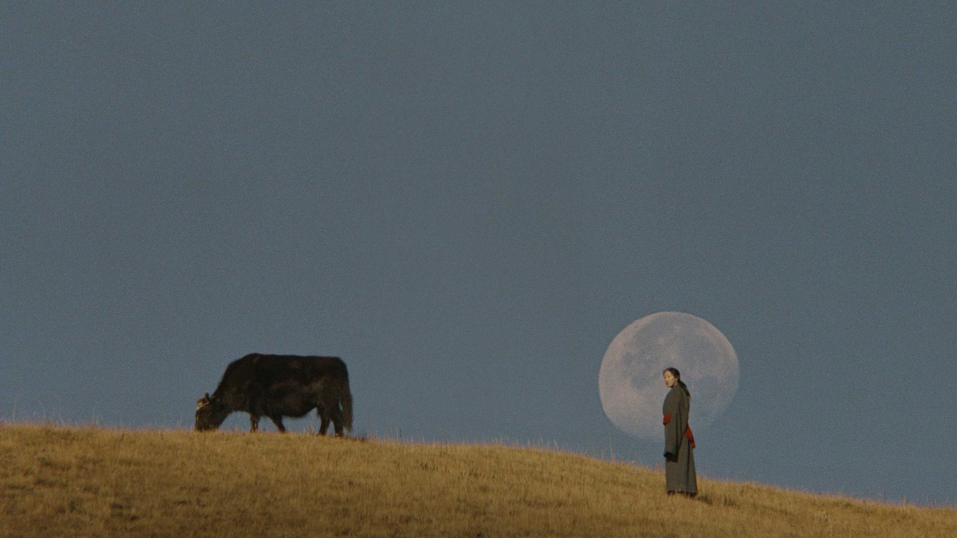 A woman stands in front of the rising moon. There is a cow grazing in front of her.