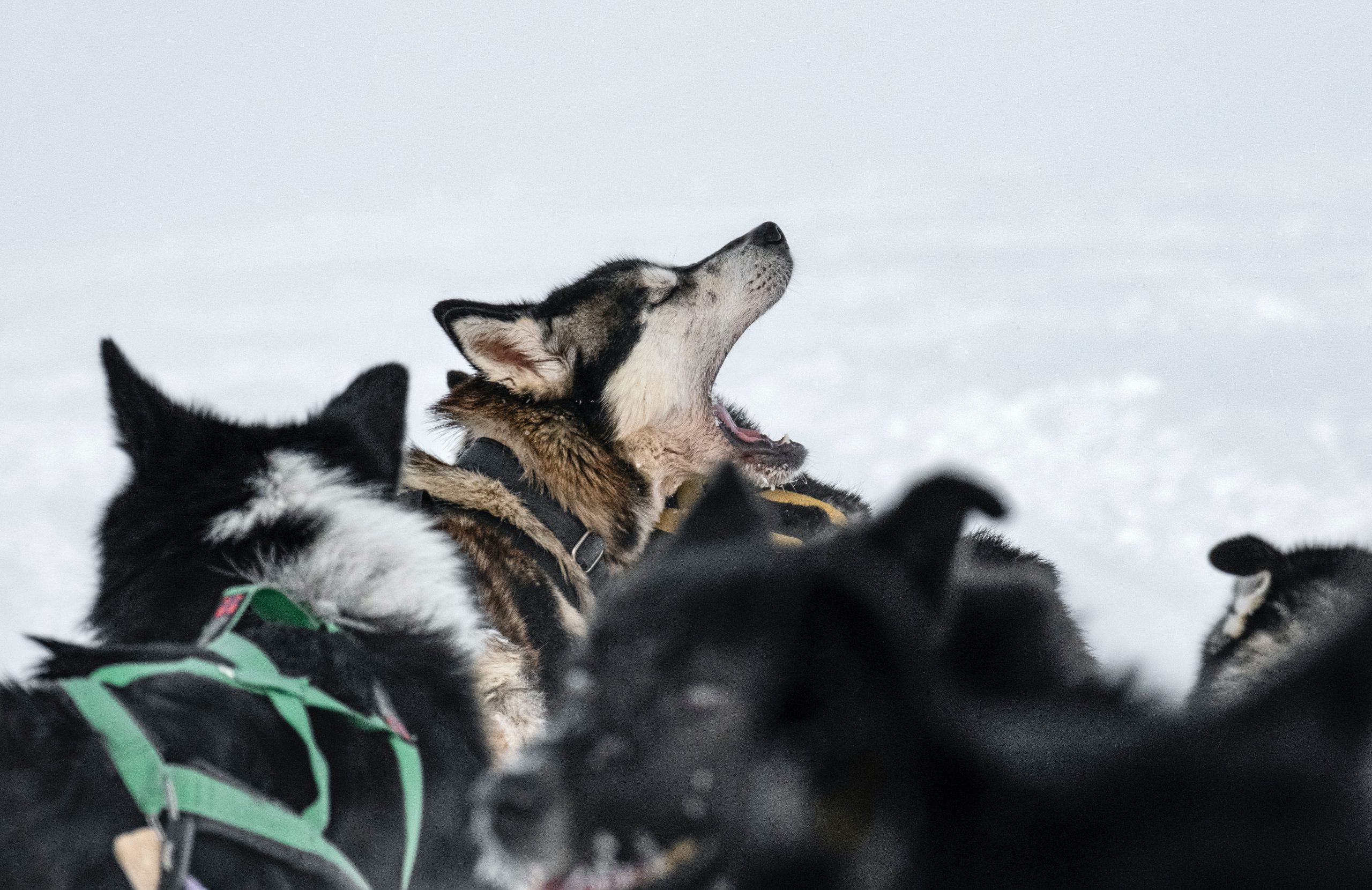 Meet the 2023 Iditarod's Indigenous mushers