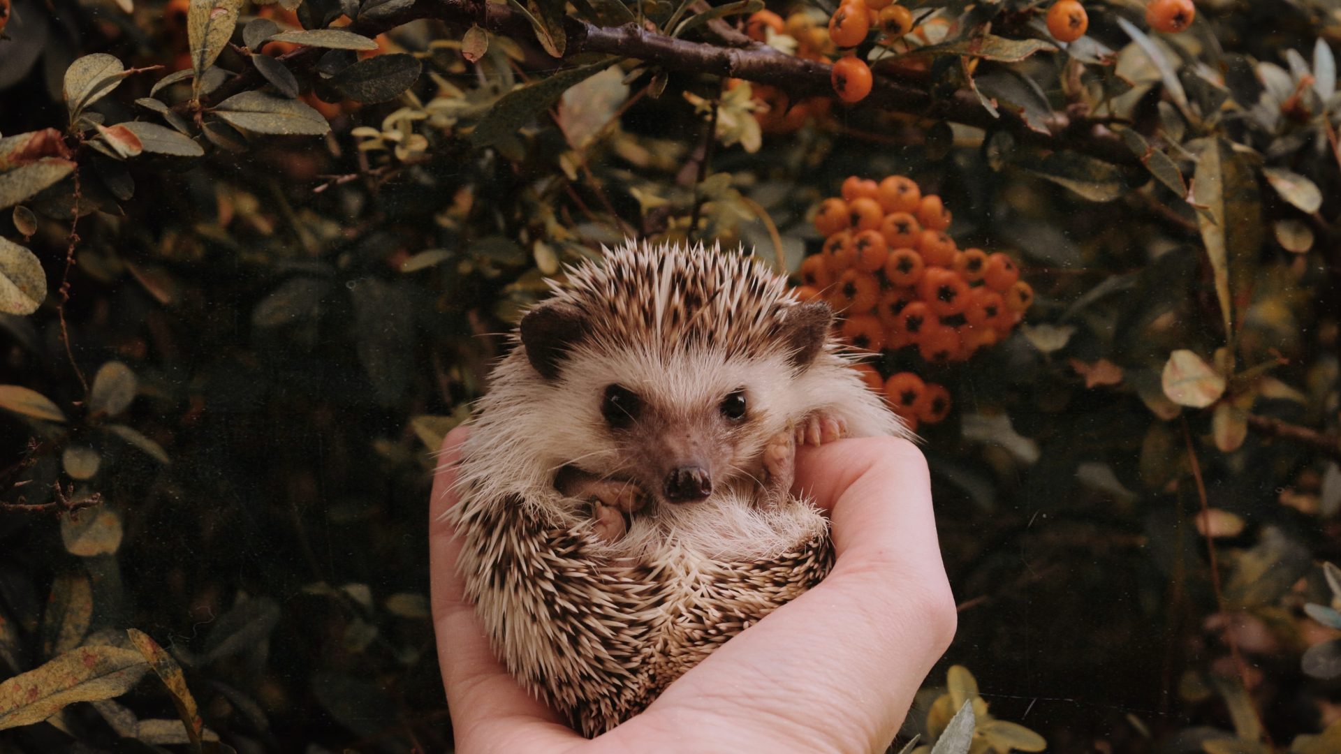One benefit of citizen science? Finding an elderly hedgehog called Thorvald