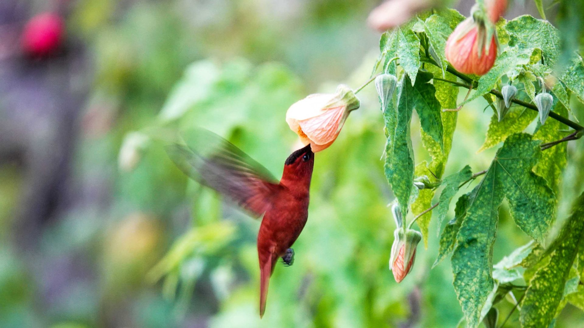 A red Firecrown bird sucking nectar with its narrow needle like beak.