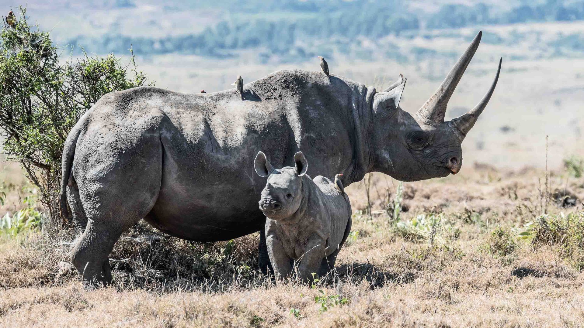 A mother and baby black rhino huddle together.