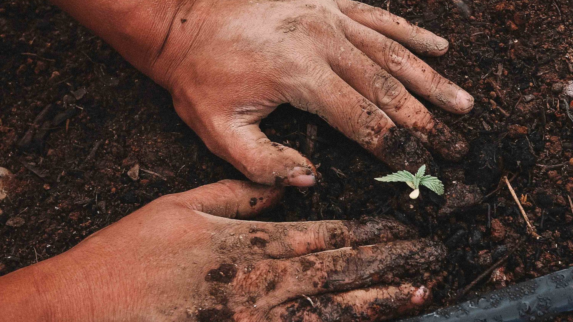Hands planting a small plant in the earth.