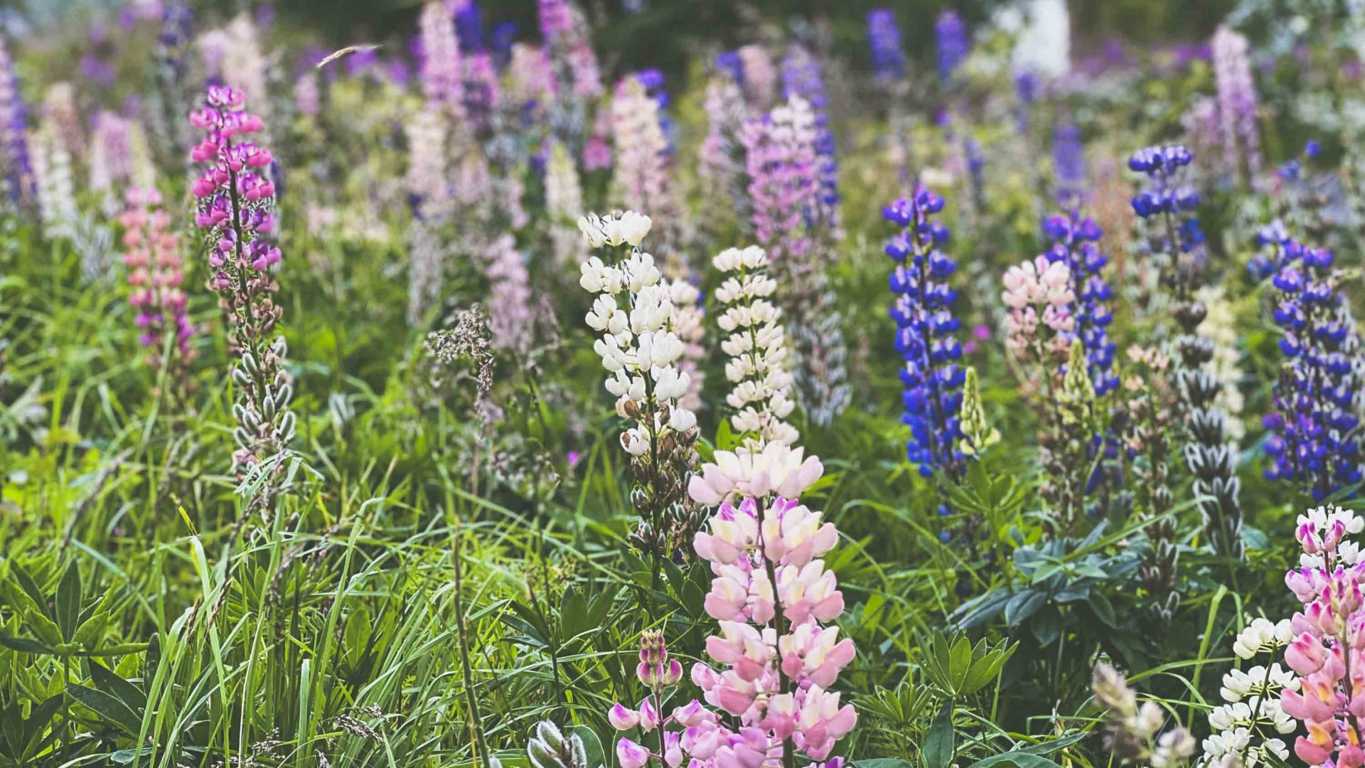 Pink, white and blue wildflowers.