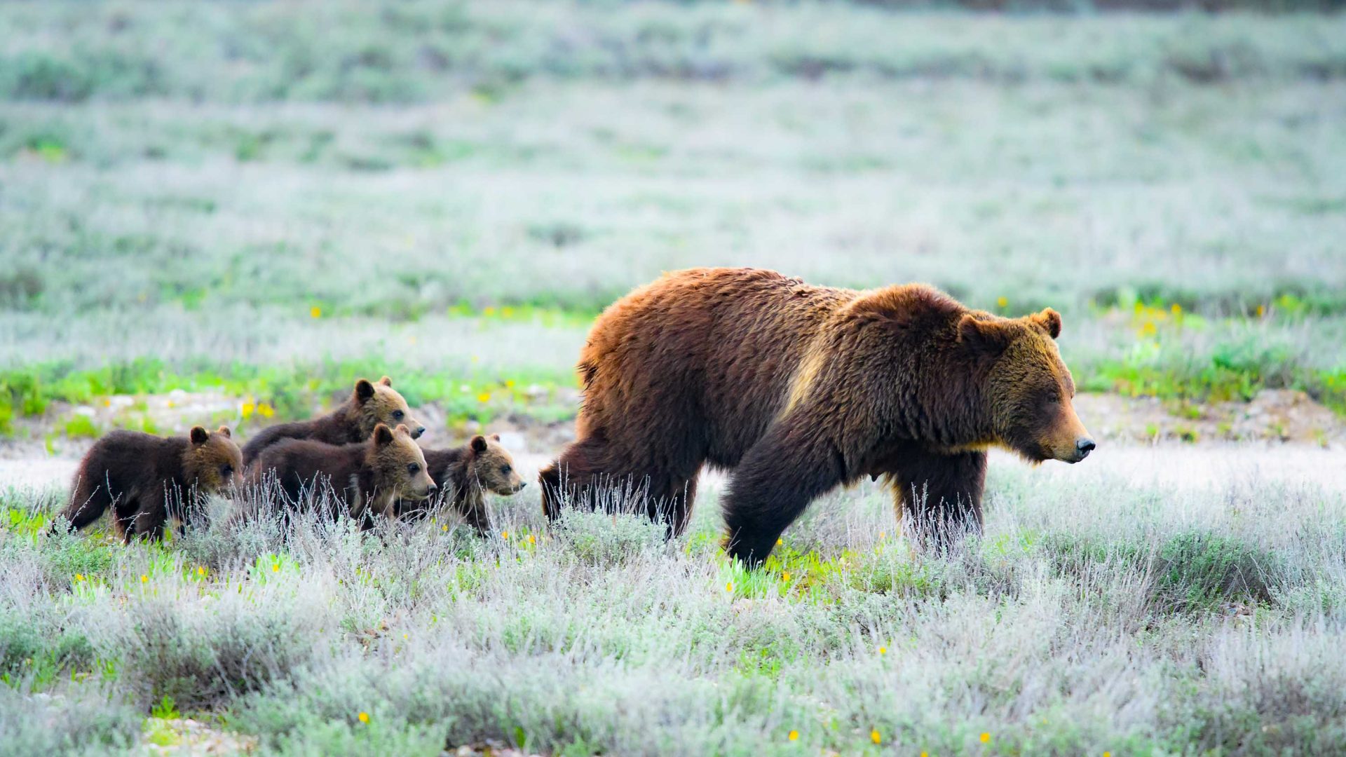 A bear and its cubs walk through green grass.