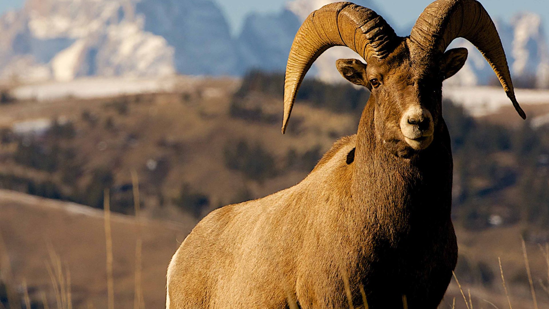 A bighorn sheep against the mountains.