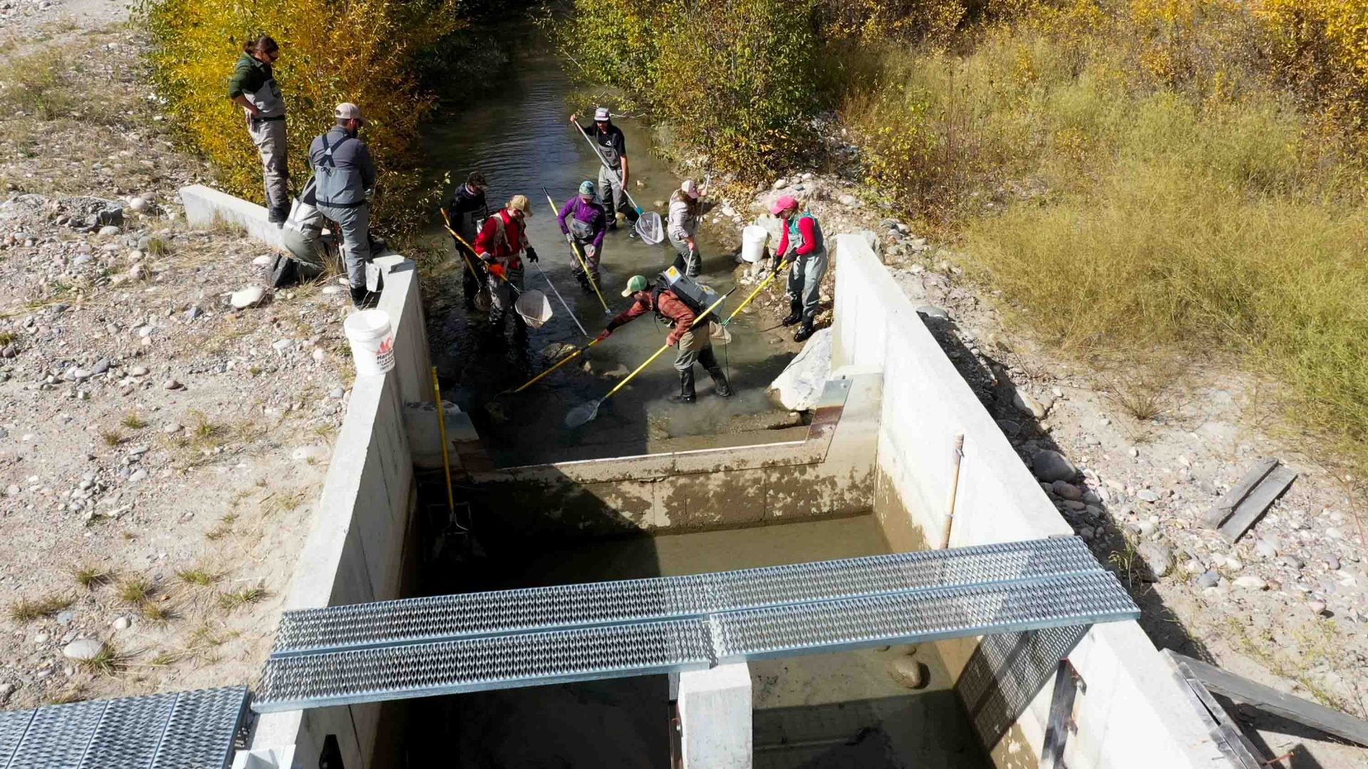 Volunteers erect a fish screen to keep fish in the gros ventre river in Wyoming and out of irrigation ditches.