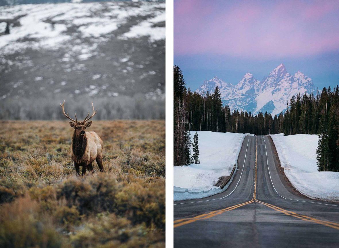 Left: A buck looks to the camera. Right: A road leads to snow-covered mountains.