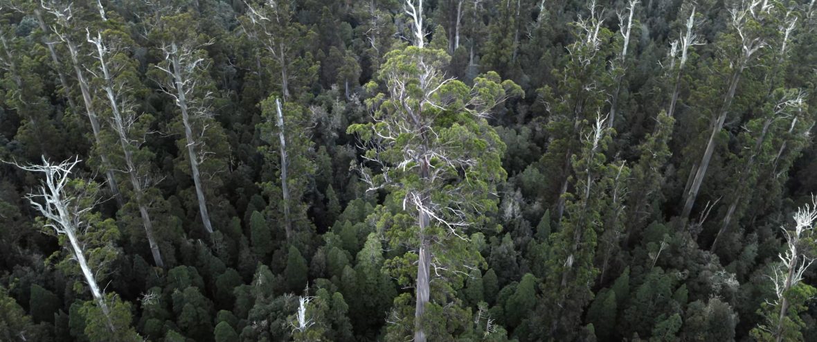 An aerial view of giant eucalyptus trees of the takayna/Tarkine forests in northwest Tasmania.