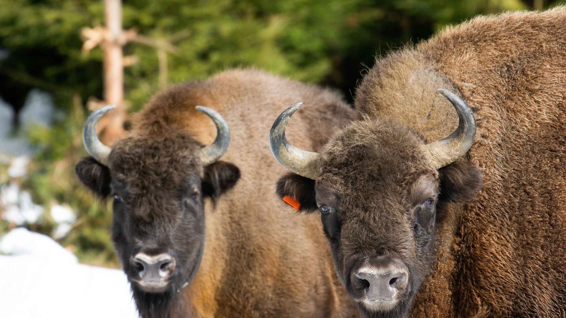 Two bison look at the camera.