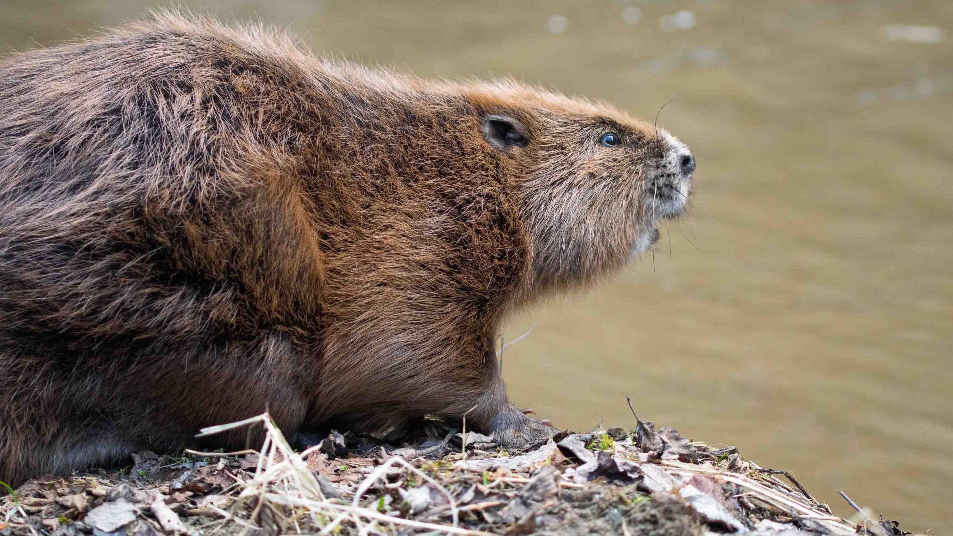 A side profile of a beaver.
