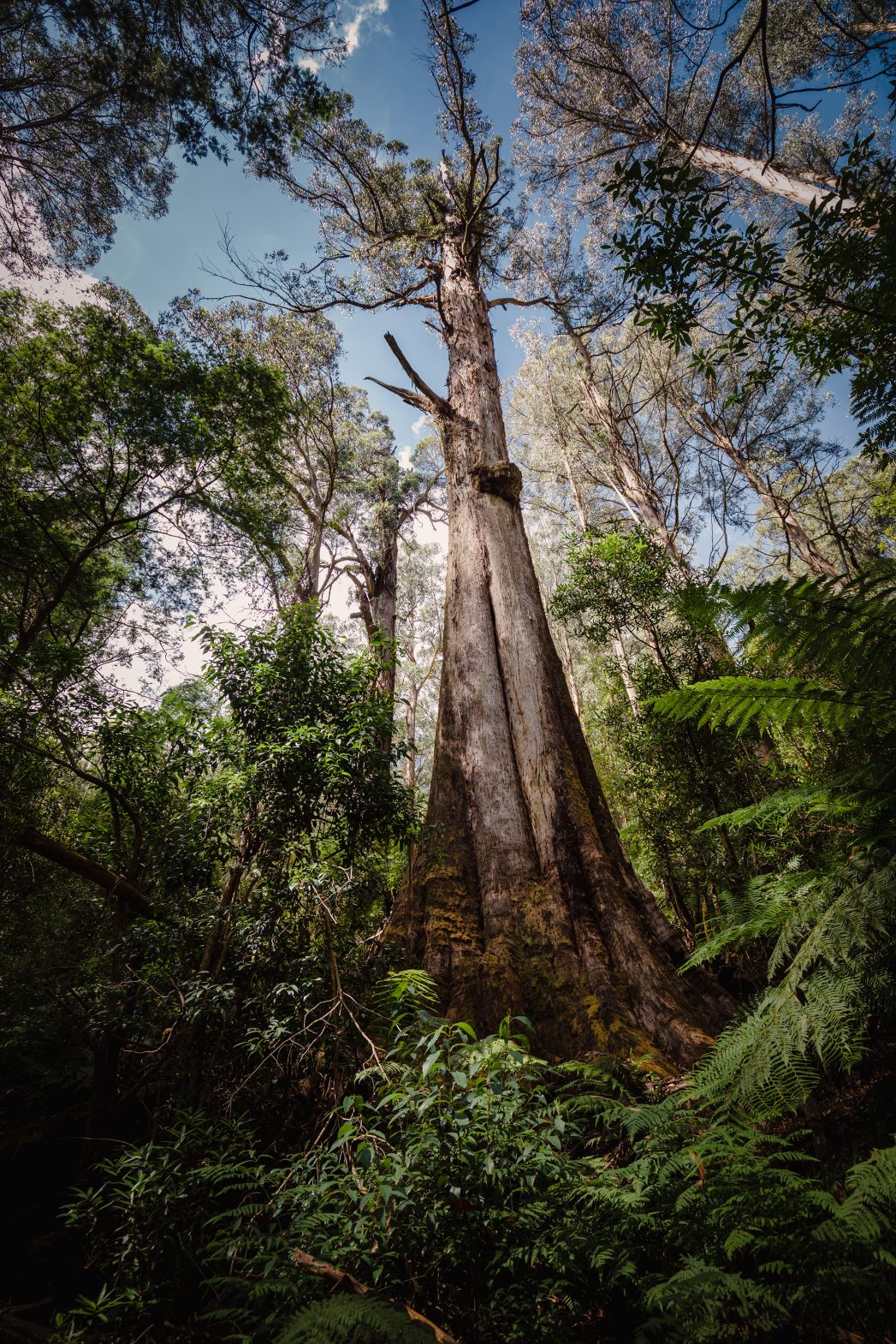 A ground-up camera shot of a huge tree in a lush, green forest habitat.