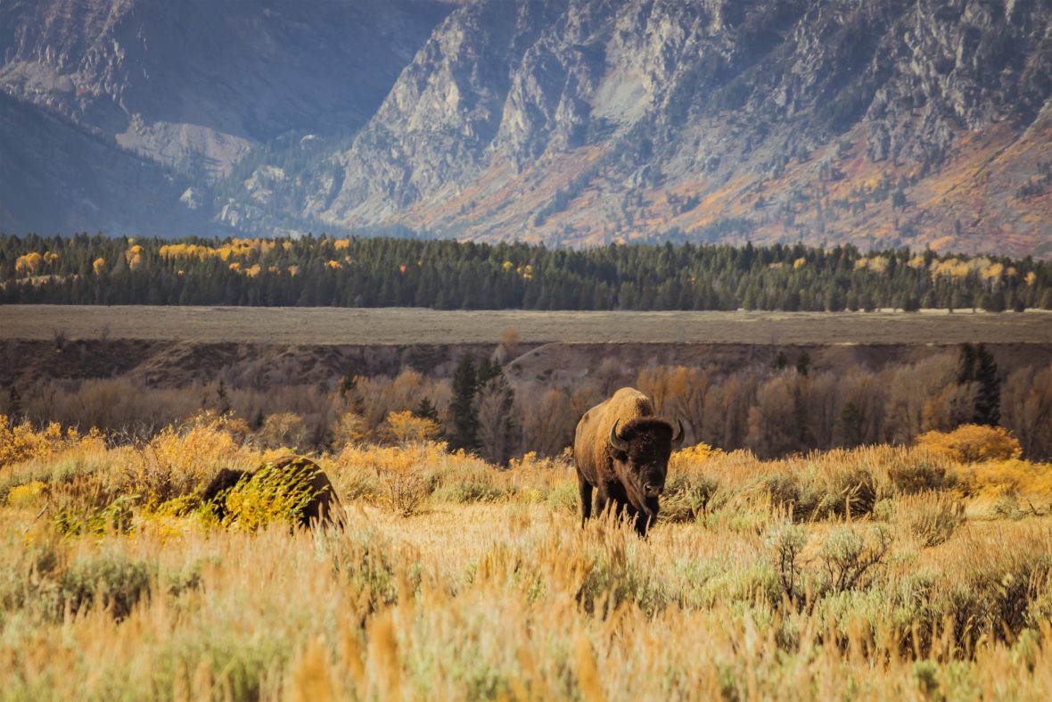 A bison walks through a grassy prairie filled with golden sagebrush with soaring mountain faces in the background.