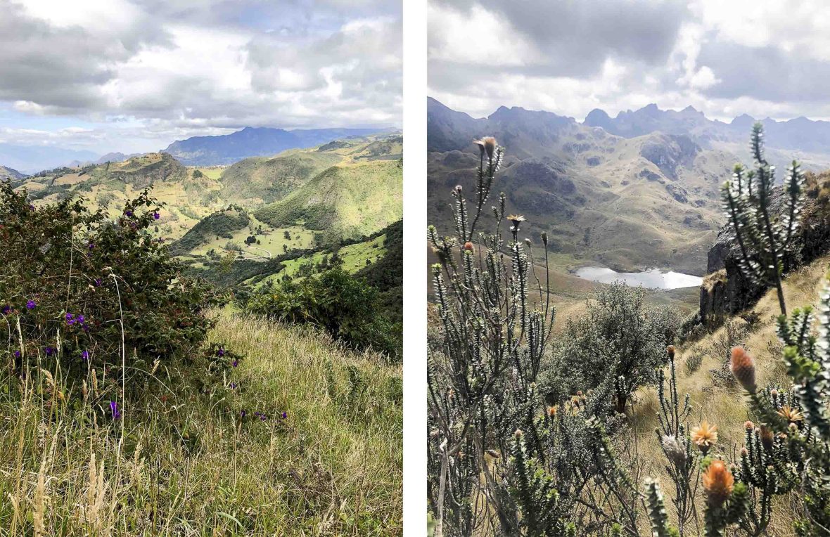 Mountains, wildflowers and grasses are seen in two photos.