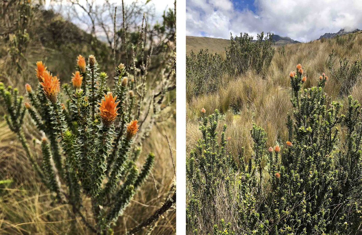 Two photos of native wildflower, the chuquiragua which is orange, set against a mountainous background.