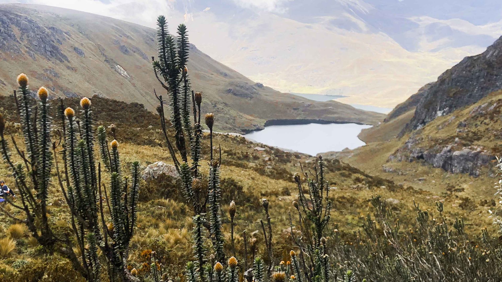 Flower power: Lessons in resilience and climate change from Ecuador’s toughest wildflower