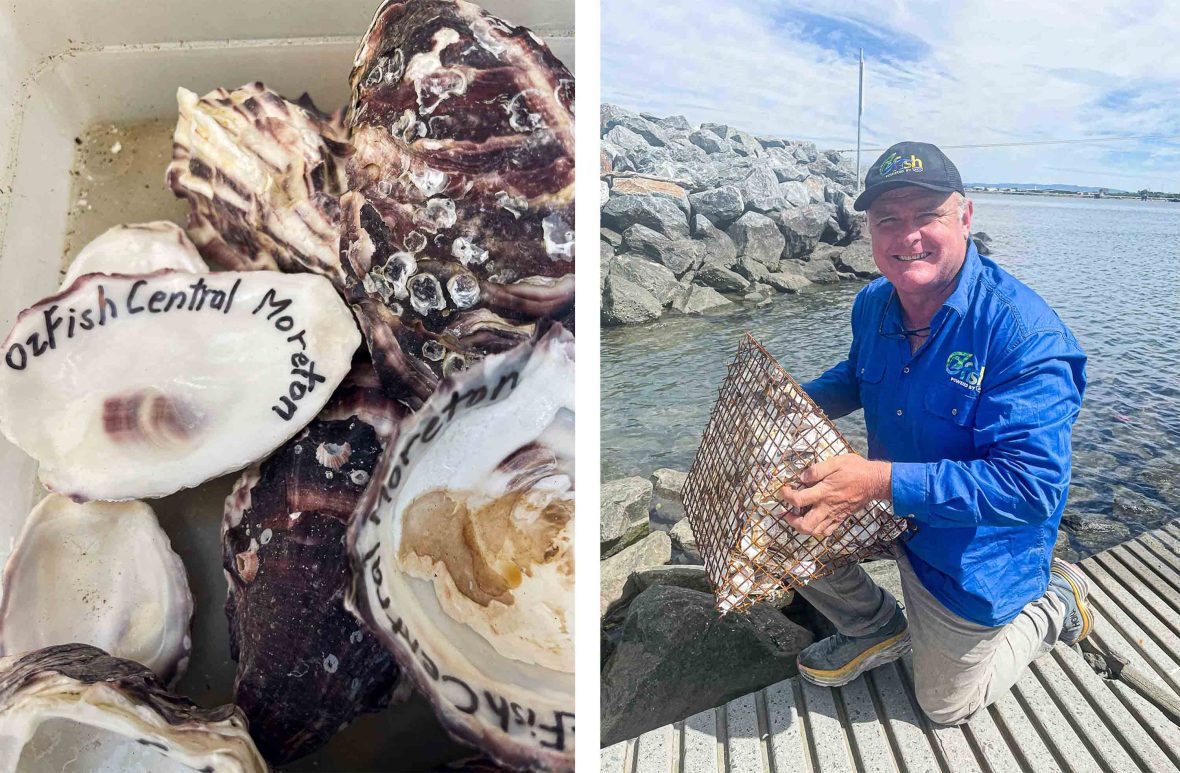 Left: Oysters up close. Right: A man holds a triangular basket of oysters.