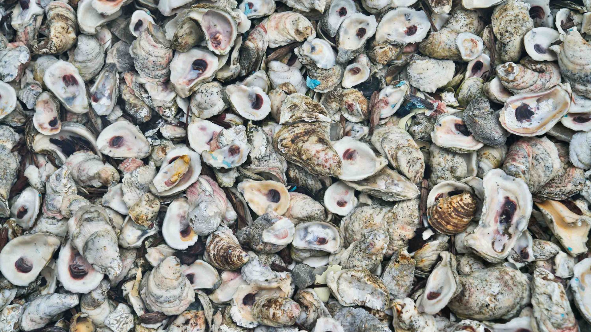 Keep shucking, stop chucking: How oyster shell waste is rebuilding Moreton Bay’s reef