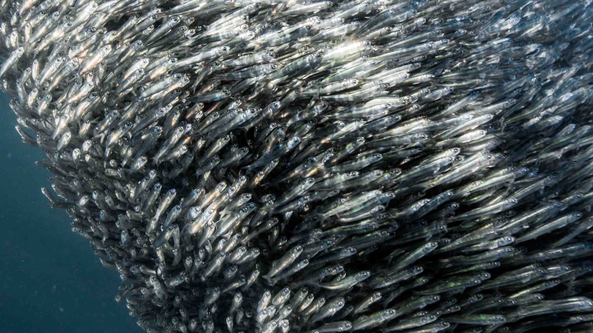 A school of circling sardines.