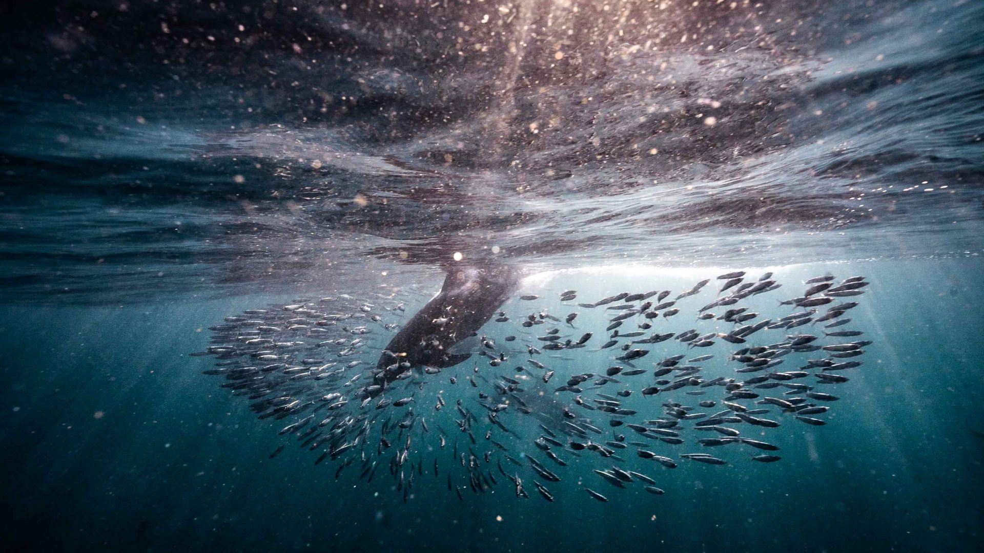 In South Africa, a monumental sardine migration draws throngs of tourists—but leaves locals in the cold