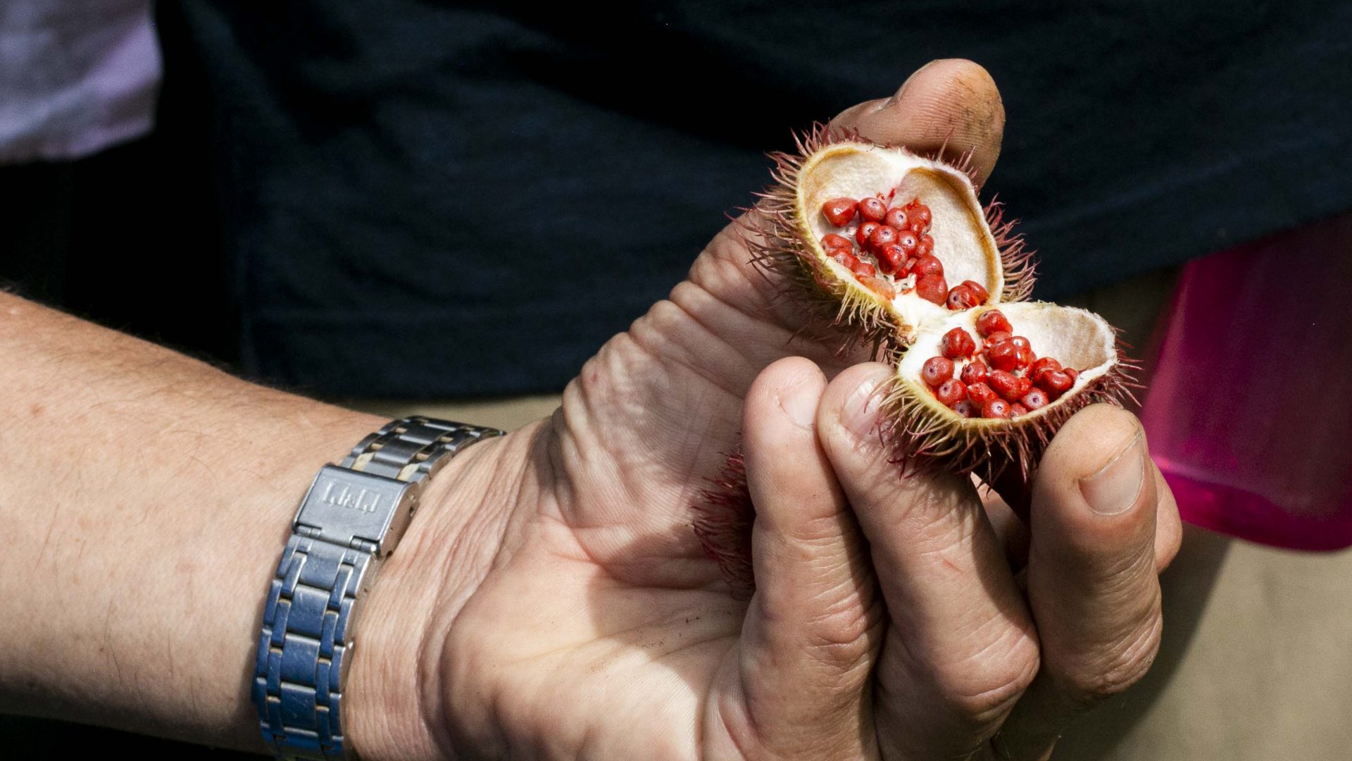 A man holds a pod containing red seeds.