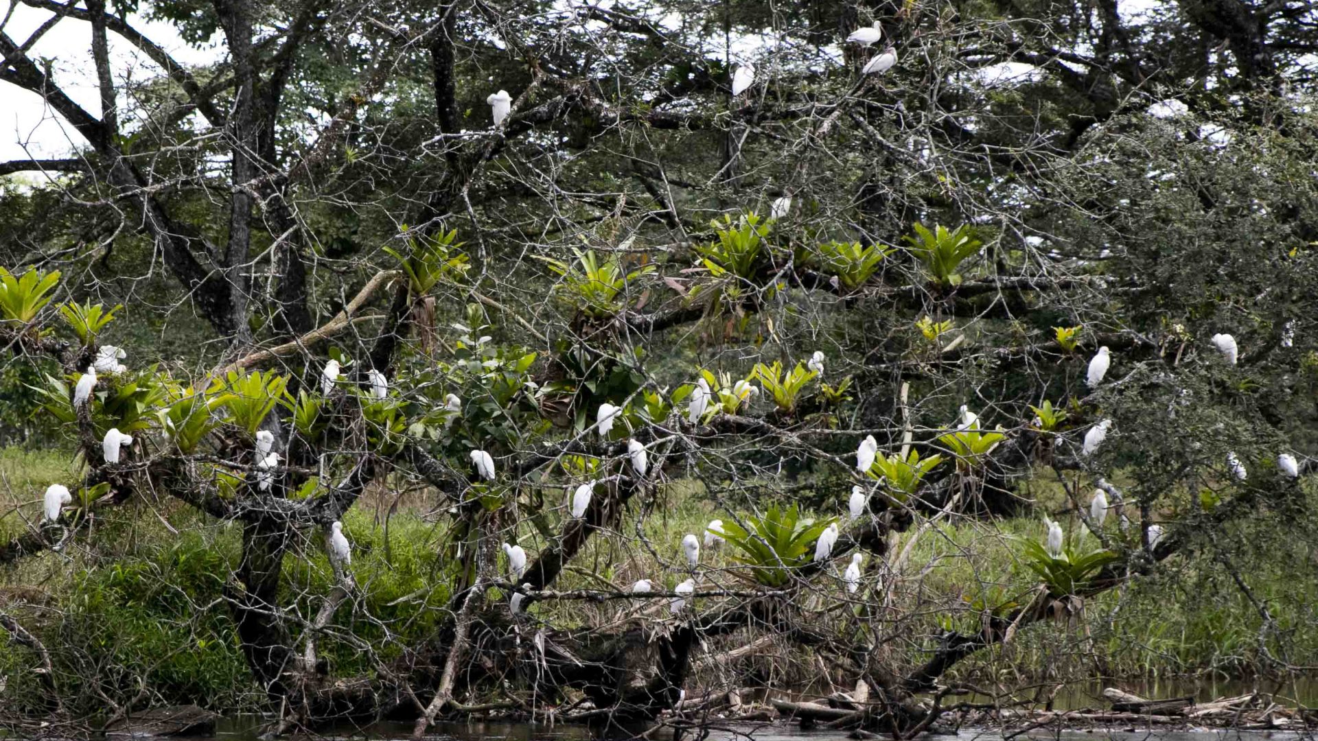 Numerous white birds fill a tree that is in the water.