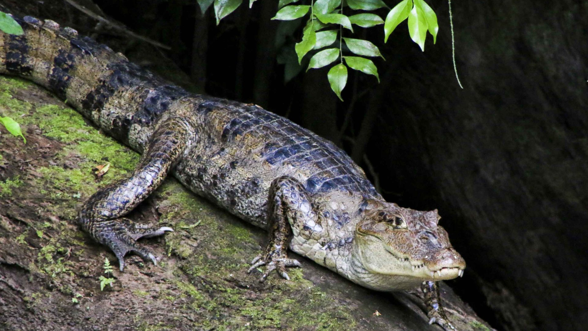 A caiman sits on a log by the water.