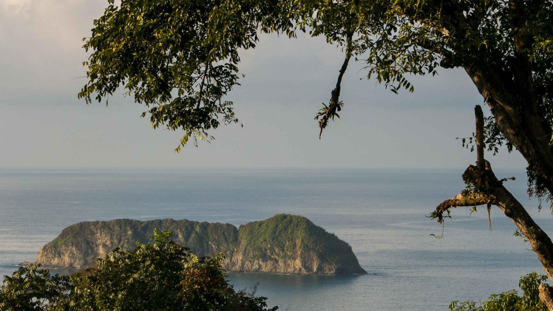 A small island is visible in the water through the trees. Manuel Antonio National Park.